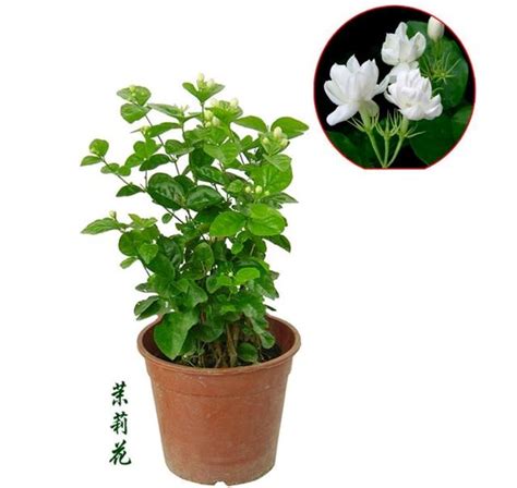 茉莉花種植禁忌|請問茉莉花樹好栽種嗎？